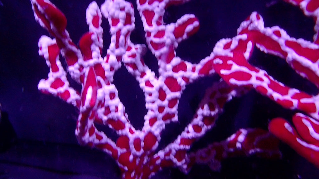 Spider Sponge - Trikentrion Flabelliforme