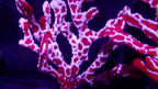 Spider Sponge - Trikentrion Flabelliforme