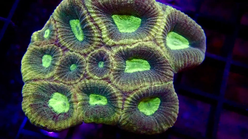 Favia Petite Colonie