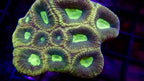 Favia Small Colony
