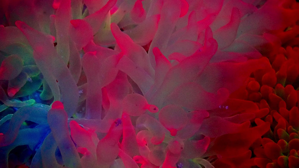 Ultra Pink Glow Bubble Tip Anemone