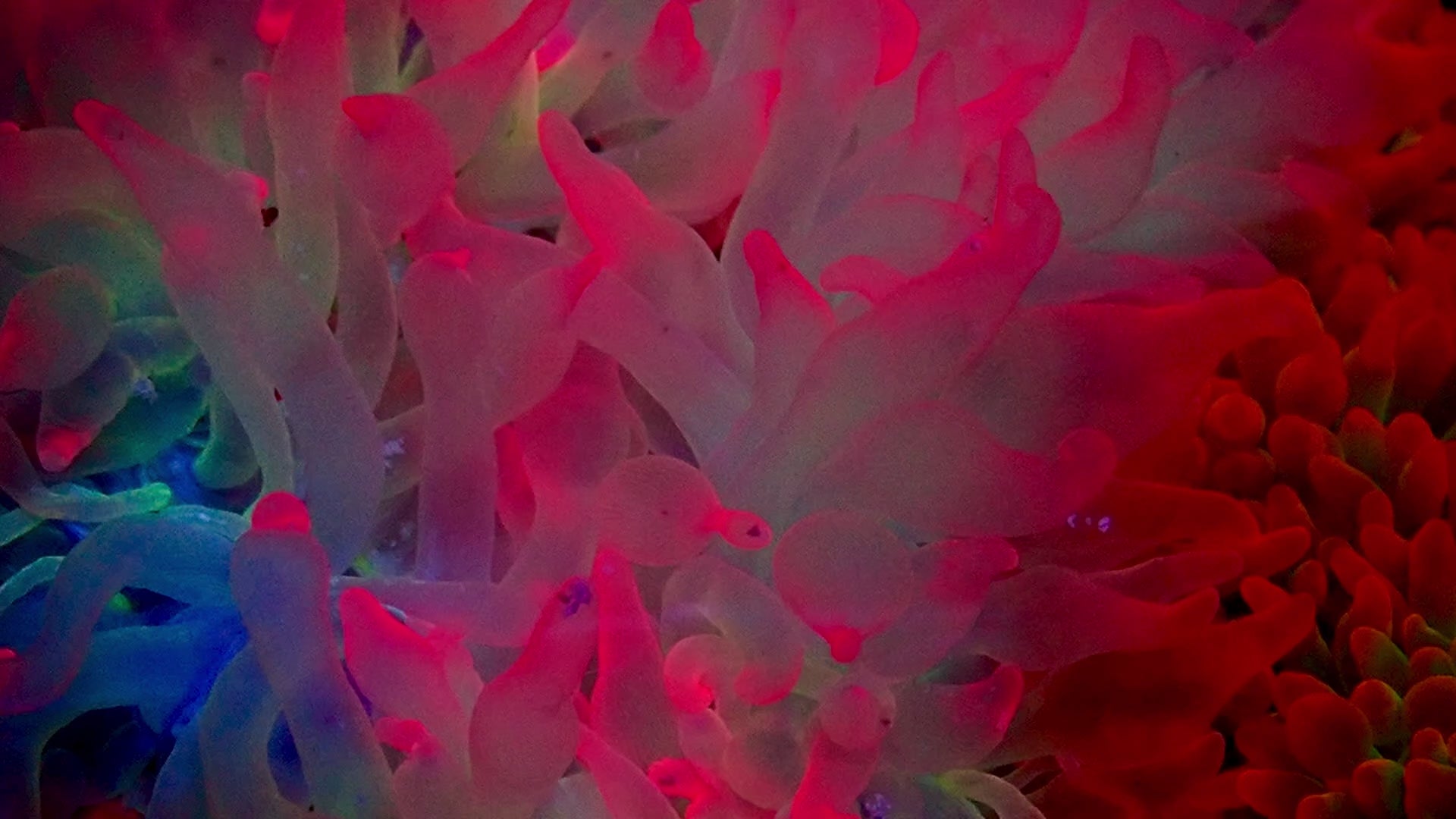 Ultra Pink Glow Bubble Tip Anemone