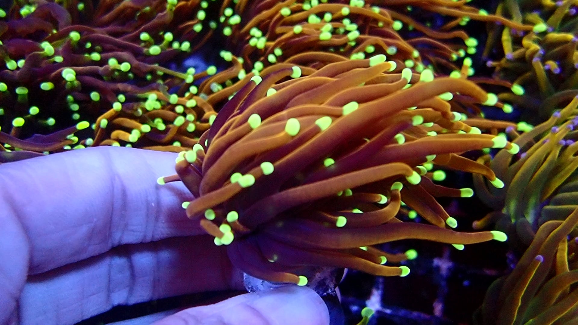 Ultra Torch Gold - Corail Euphyllia Premium