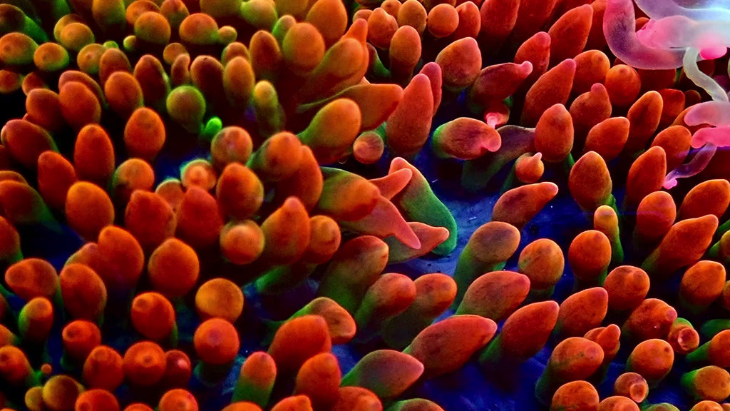 Ultra Halloween Bubble Tip Anemone