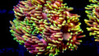 Goniopora Jewel Rainbow Frag