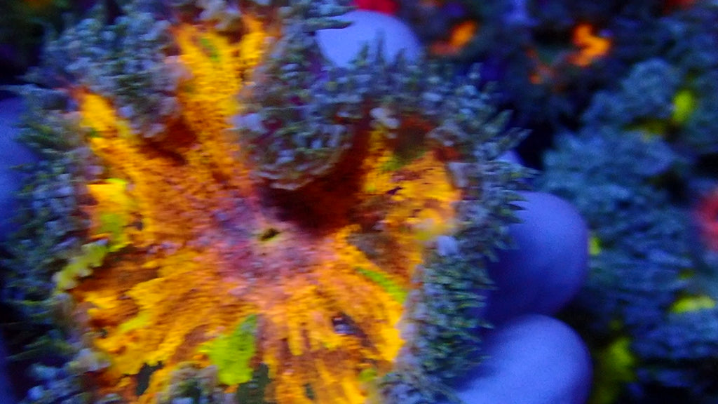 Ultra Rock Flower Anemone - Orange et Jaune