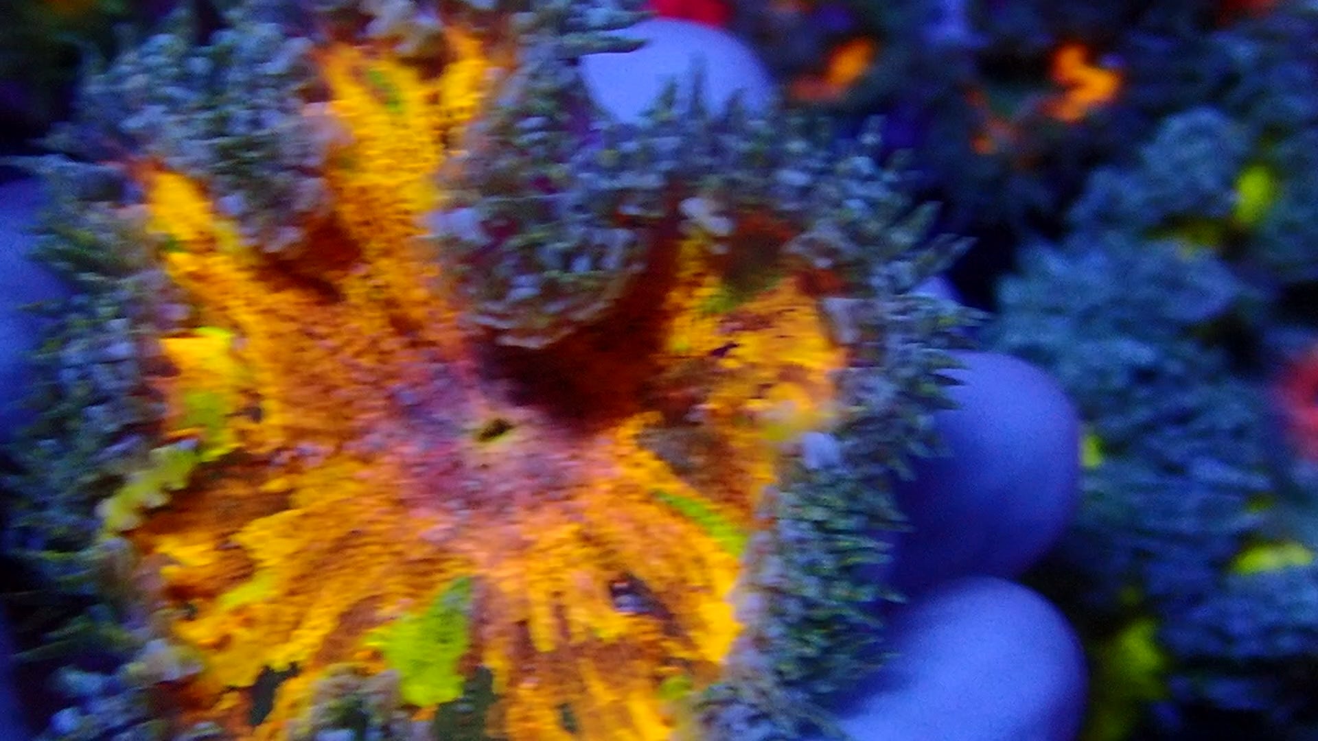 Ultra Rock Flower Anemone - Orange et Jaune