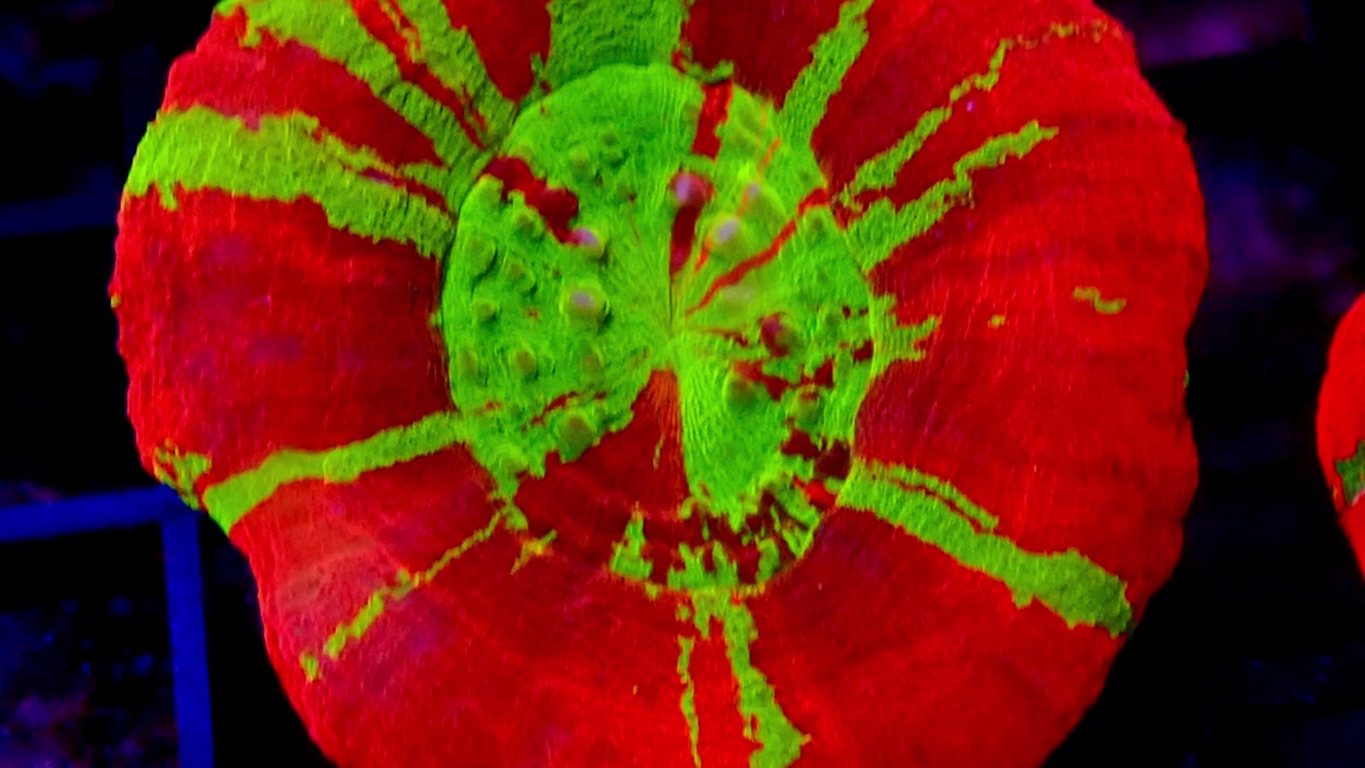 Scolymia Reverse Bleeding Apple