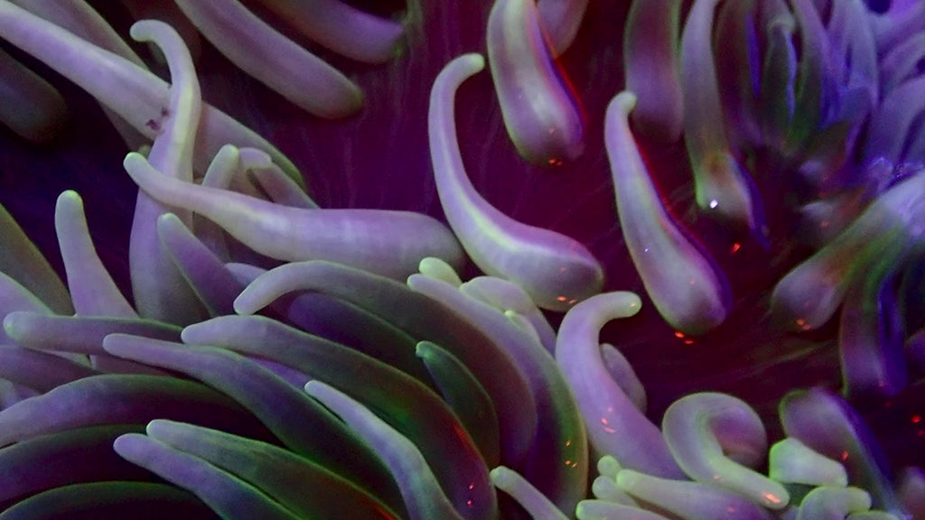 Long Tentacle Anemone