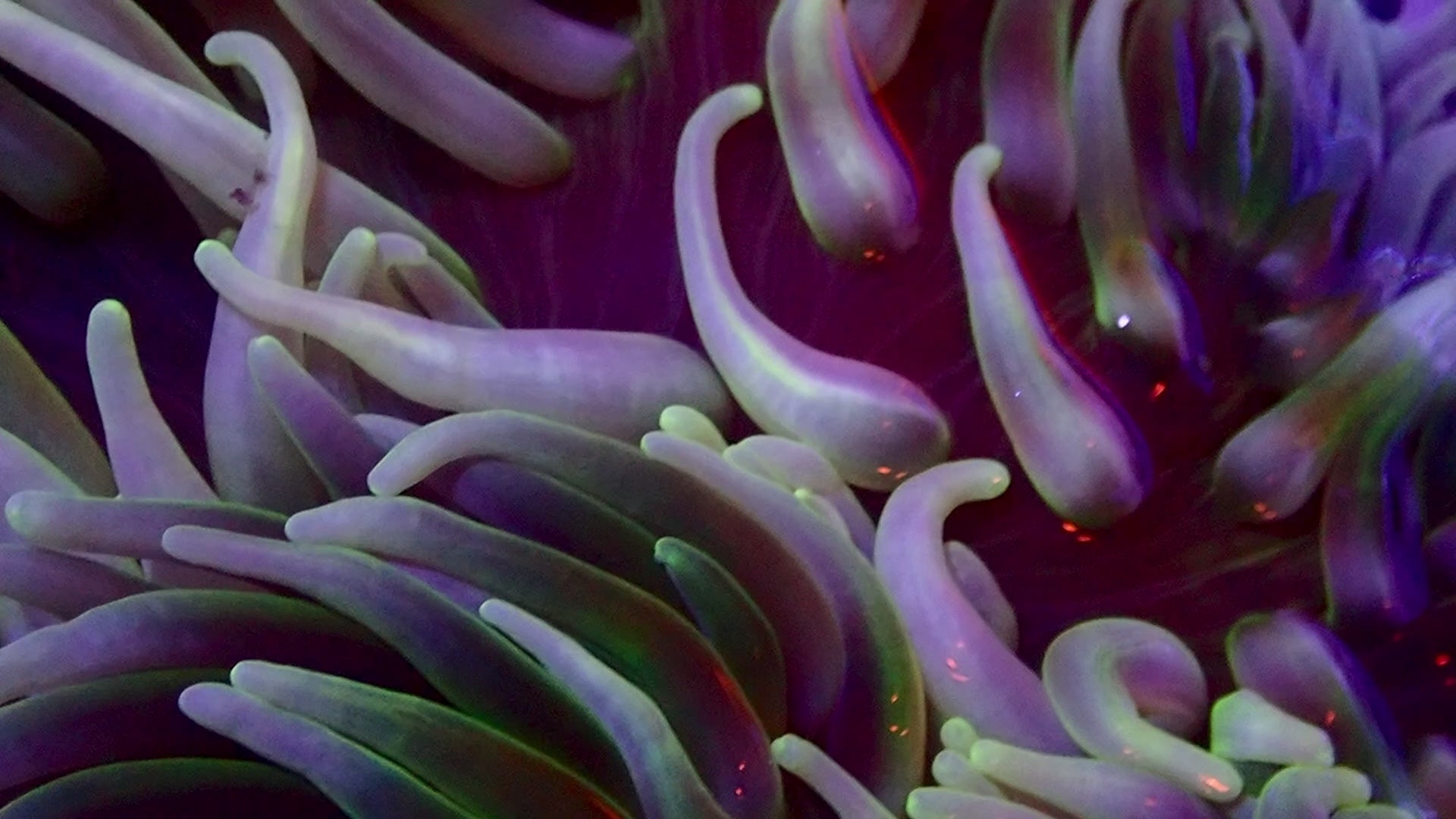 Long Tentacle Anemone