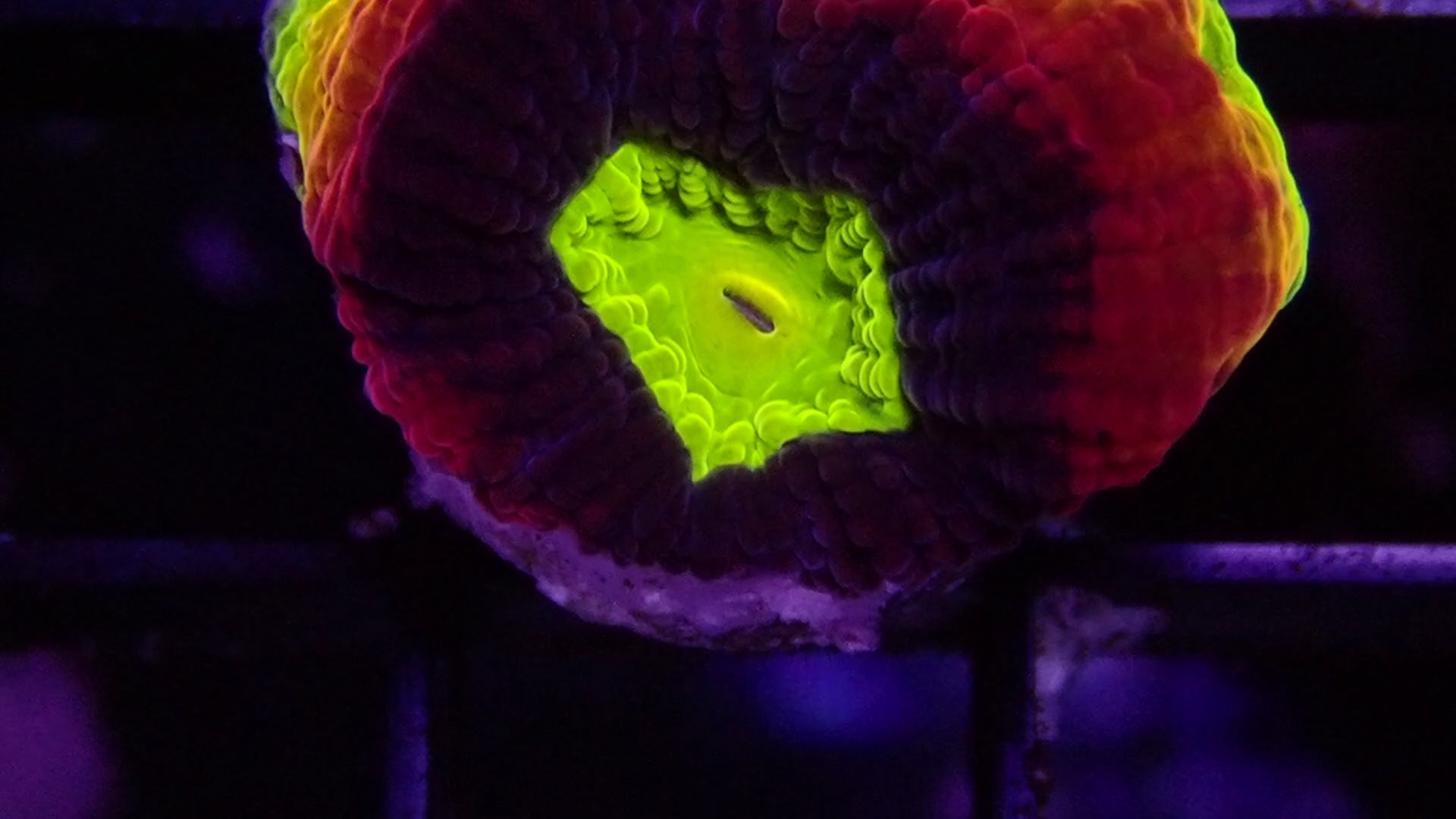 Ultra Jewel Favia Frag