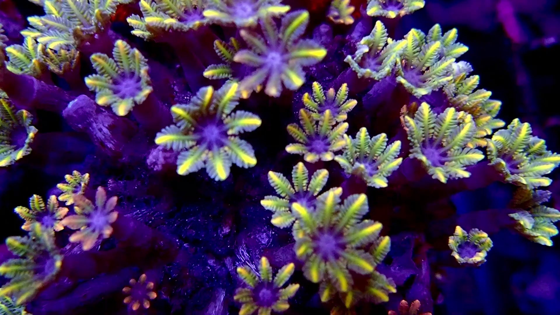 Papaya head (Clove Polyps)