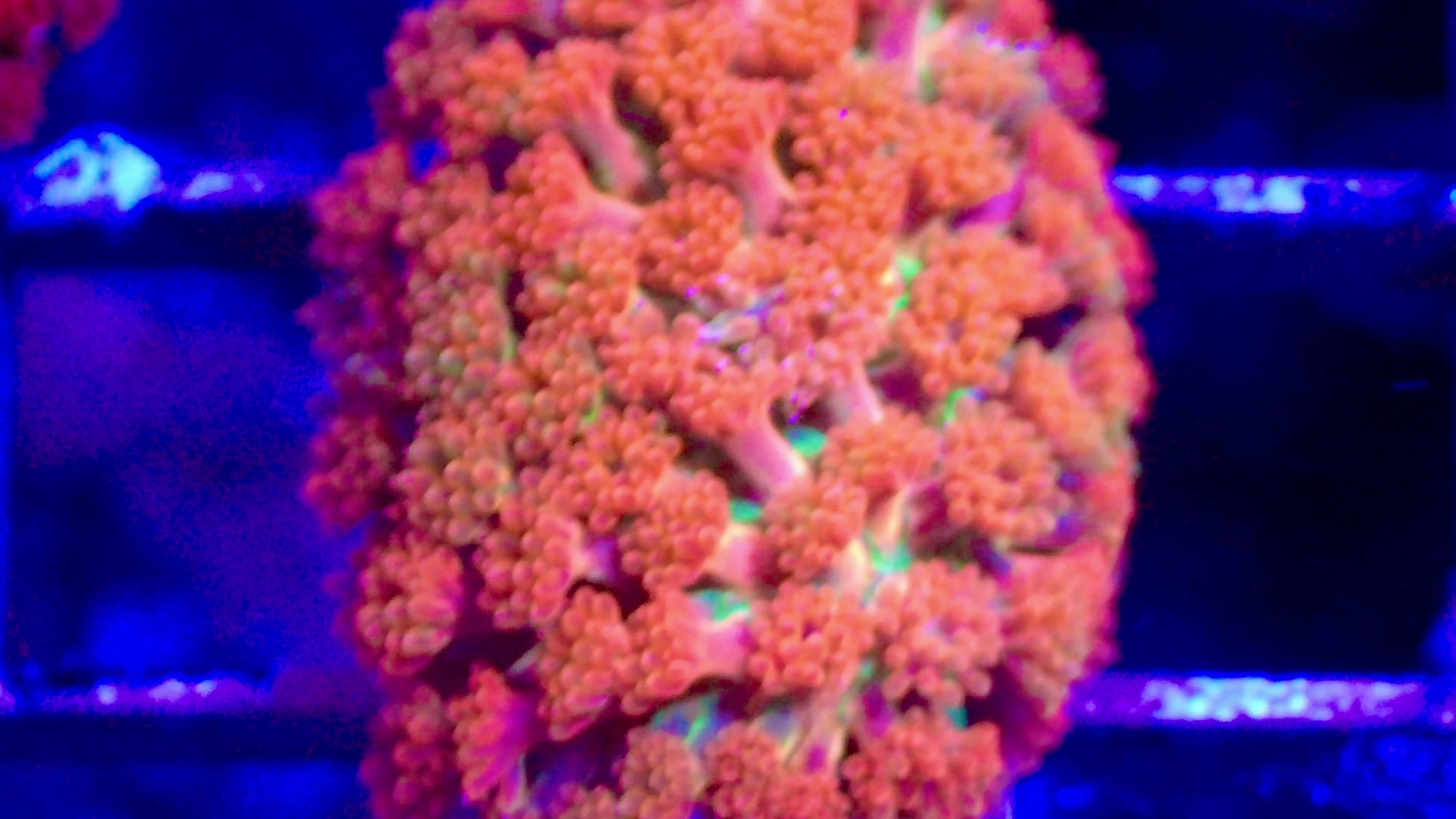 Bernardpora Sunset Frag — Corail Fleur LPS Orange Encroûtant pour Récifal