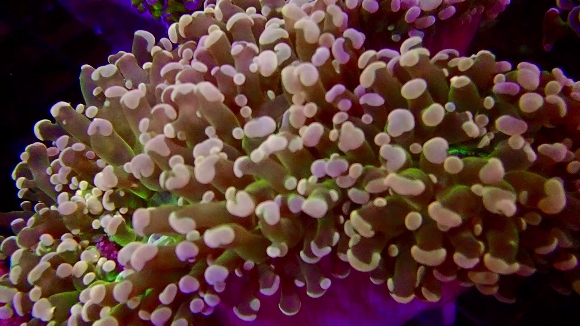 Hybrid Hammer Colony