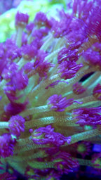 Goniopora Glitter Bomb Frag — Corail Fleur LPS Vert et Mauve Scintillant