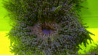 Anemone HETERACTIS AURORA