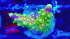 Vidéo du frag d'Acropora Walt Disney en mouvement, corail SPS - ReefSolution