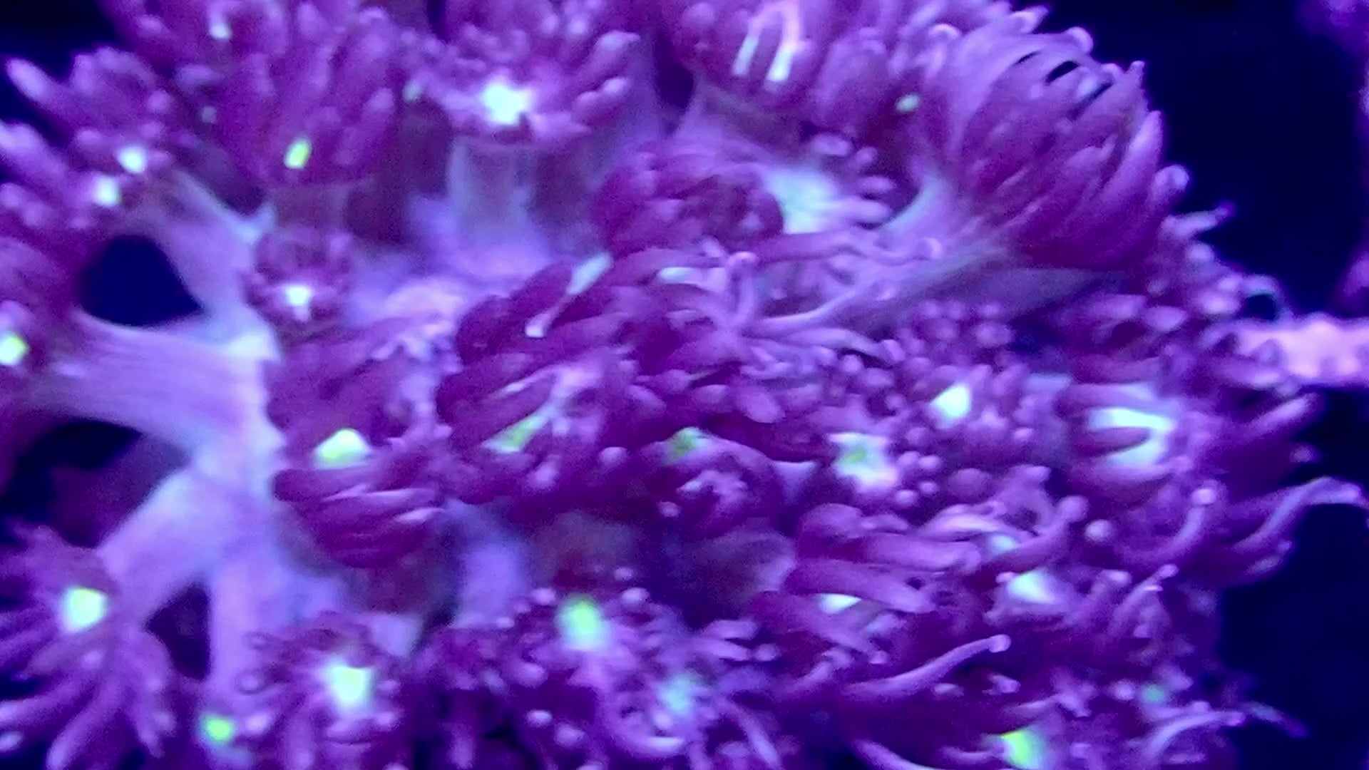 Goniopora rare