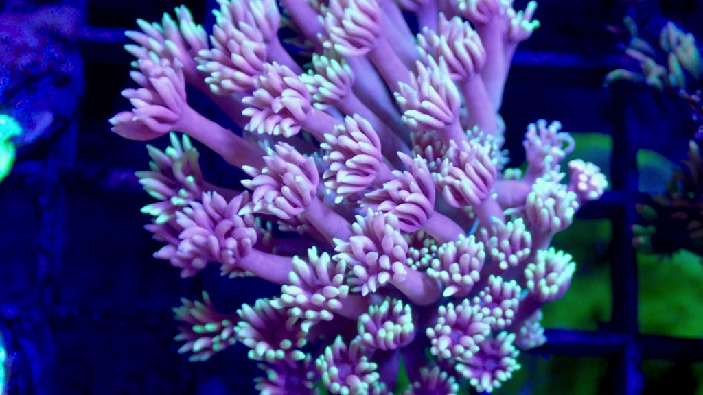 Goniopora Ultra Frag — Corail Fleur LPS Mauve à Pointes Menthe pour Récifal