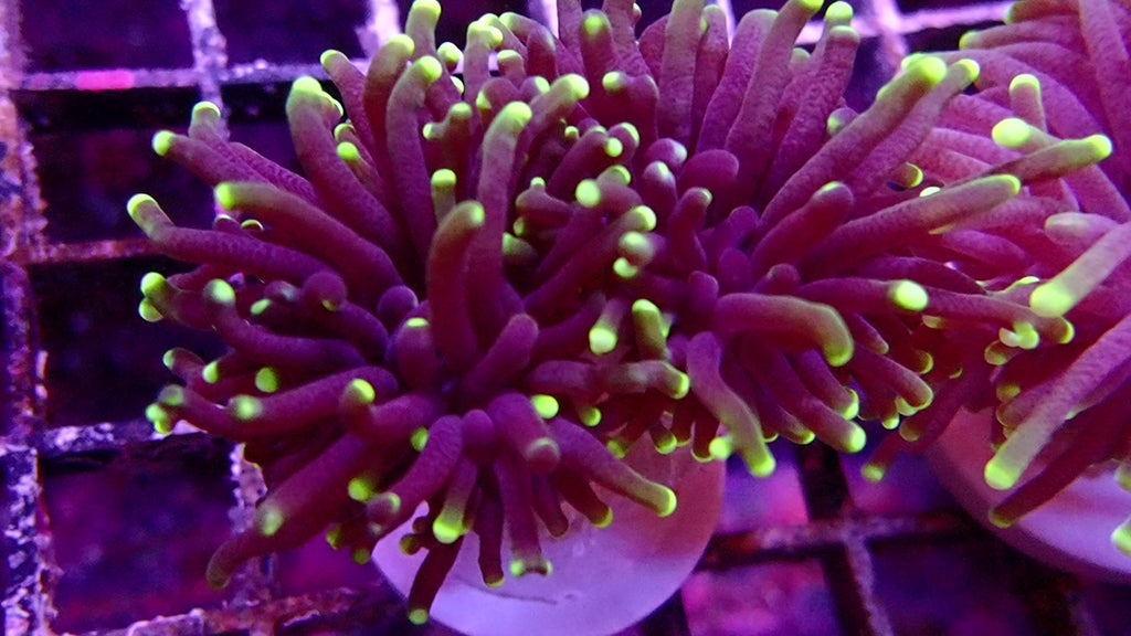 Australian Torch Coral
