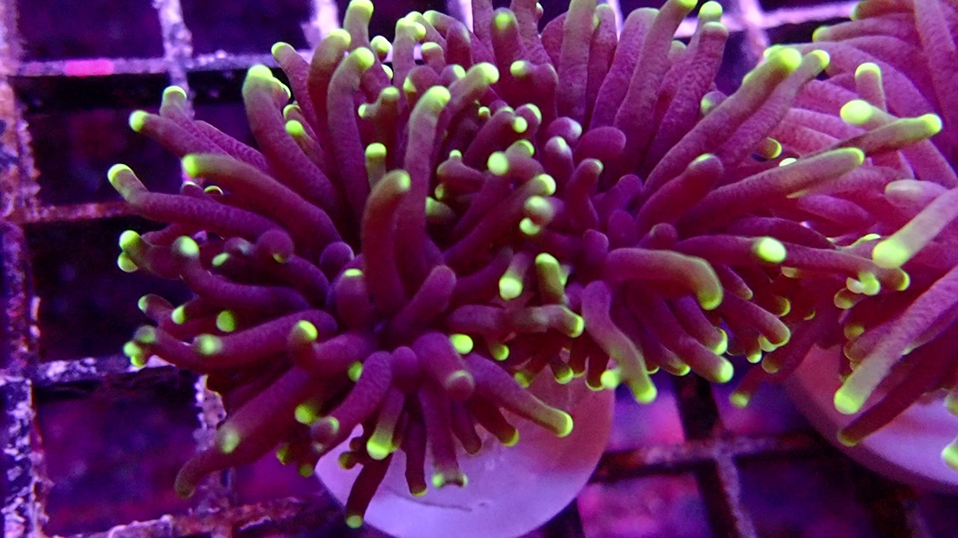 Australian Torch Coral