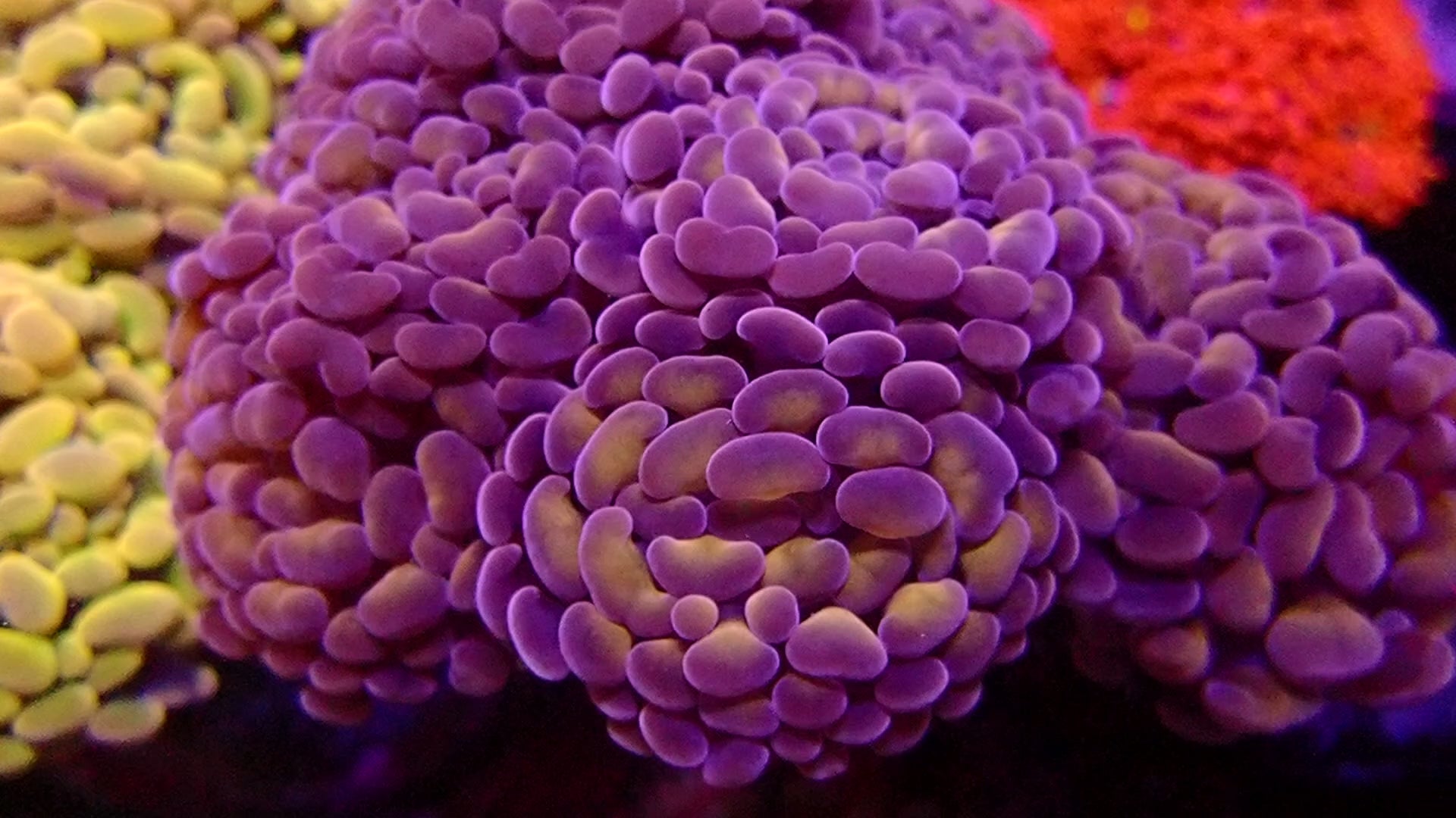 Gold Digger pink hammer