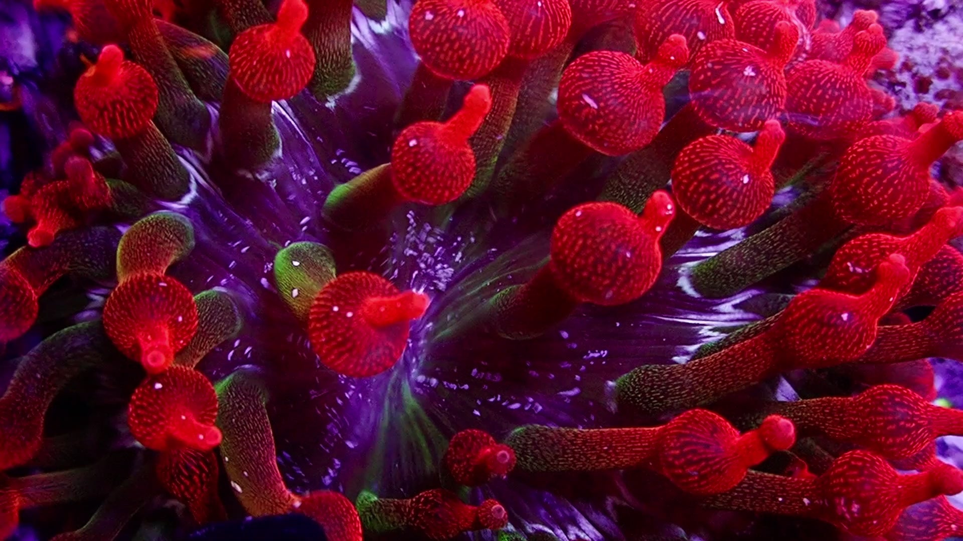 Black Widow Bubble Tip Anemone