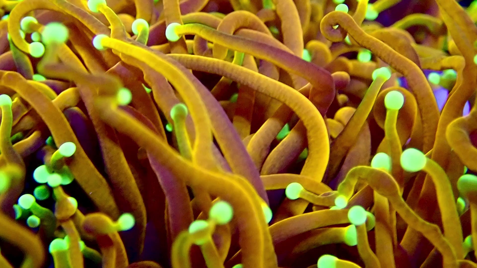 RS Hellfire Torch A GRADE