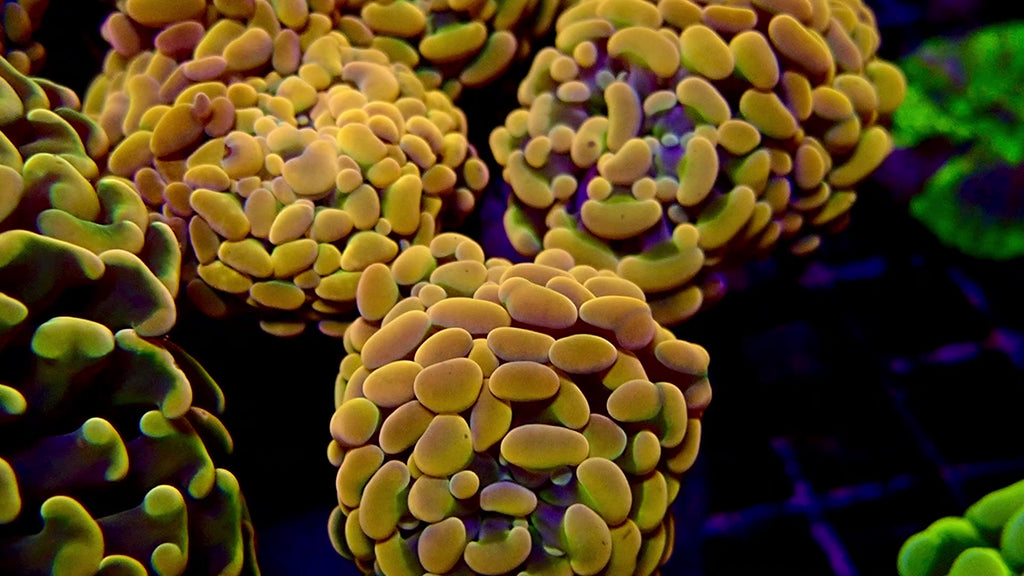 Orange Rainbow Branching Hammer