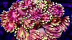 Goniopora Jewel Rainbow Frag