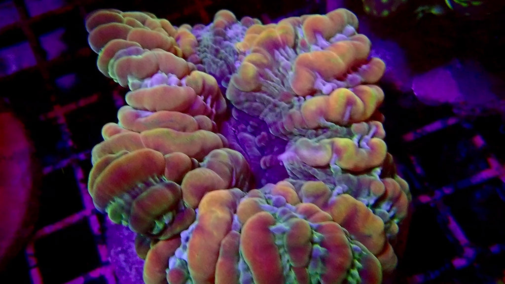 Cynarina