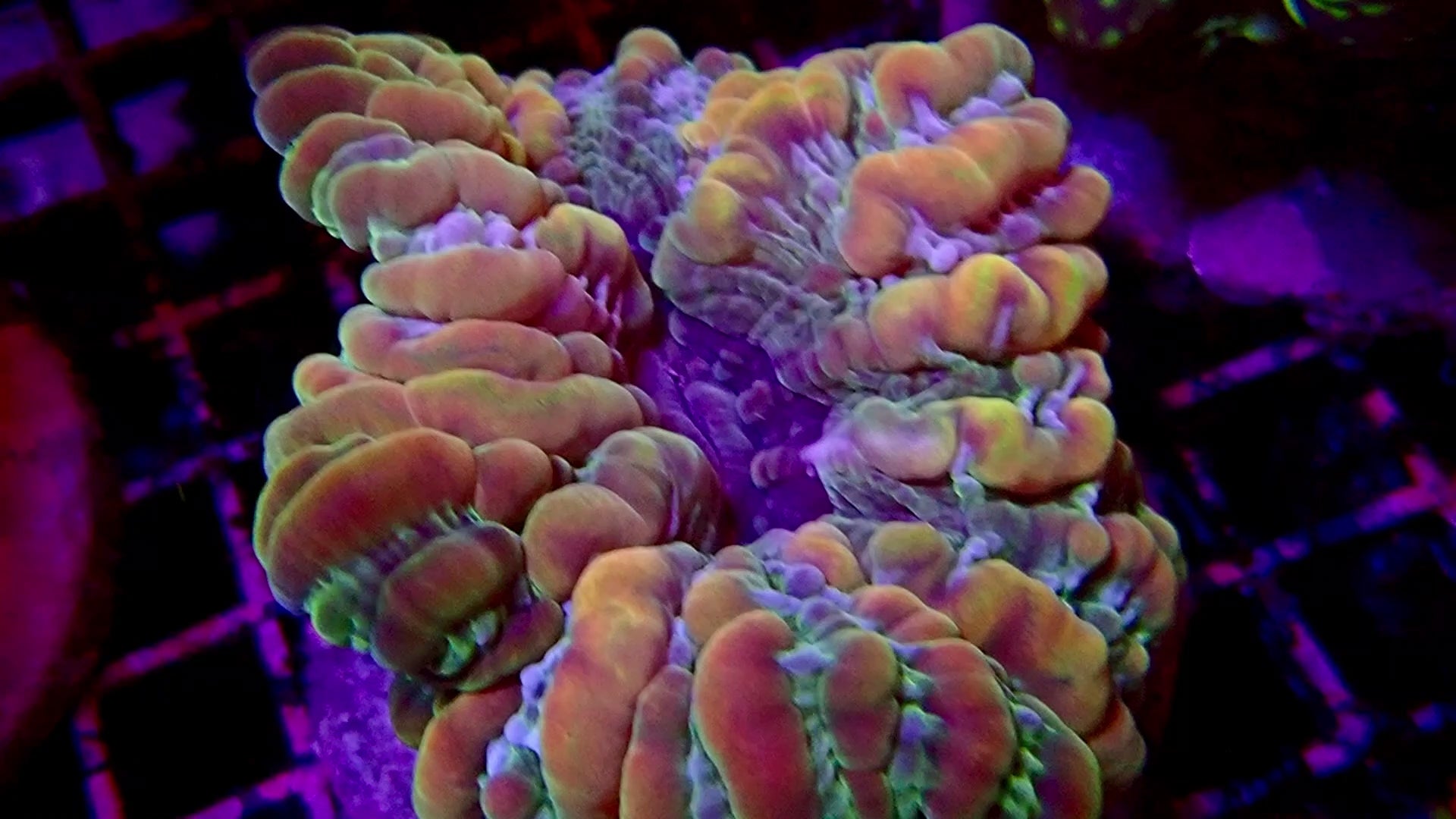 Cynarina