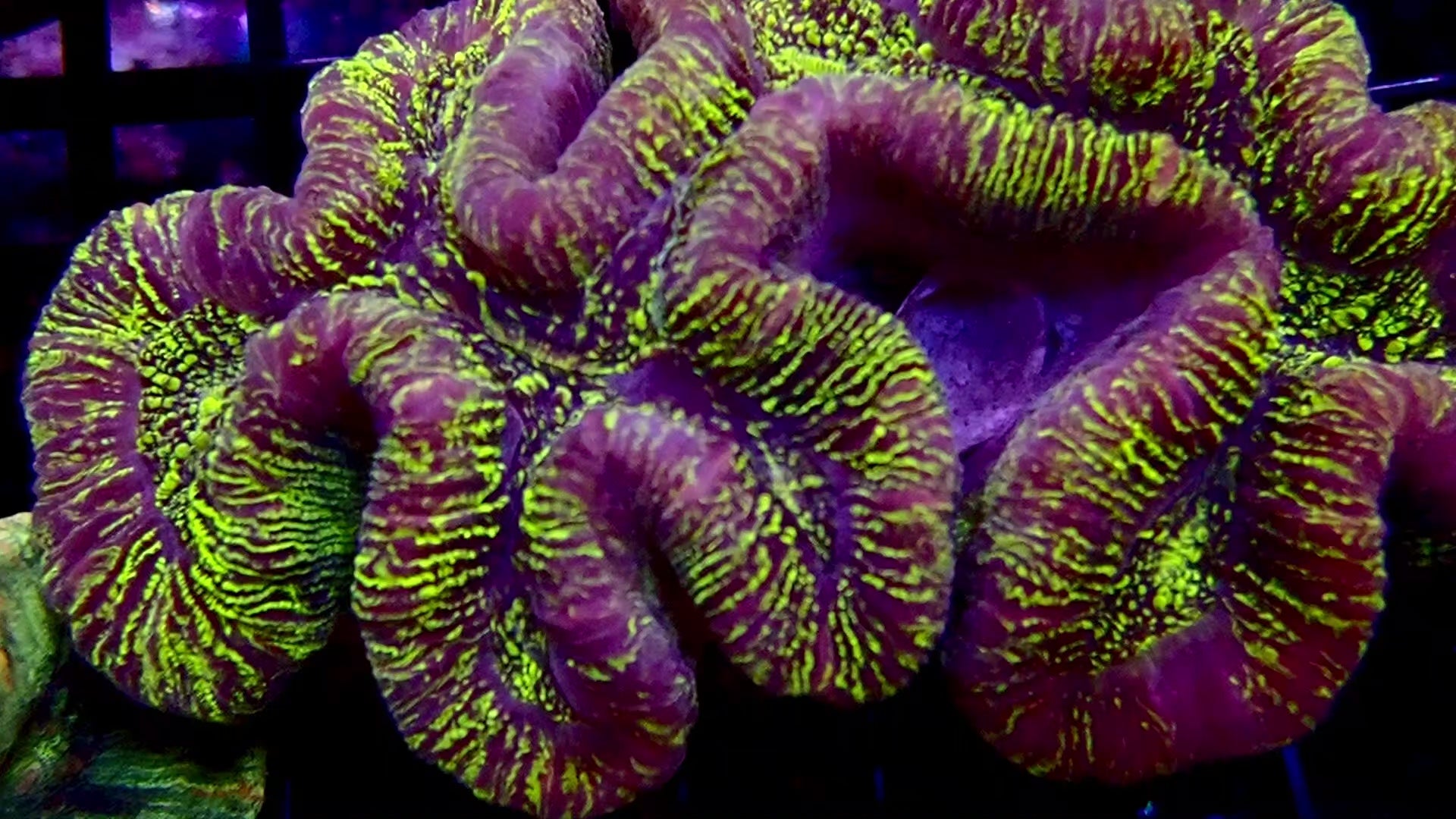 Trachyphyllia Geoffroyi - Corail LPS Premium | ReefSolution