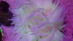 White Long Tentacle Anemone (Macrodactyla doreensis)