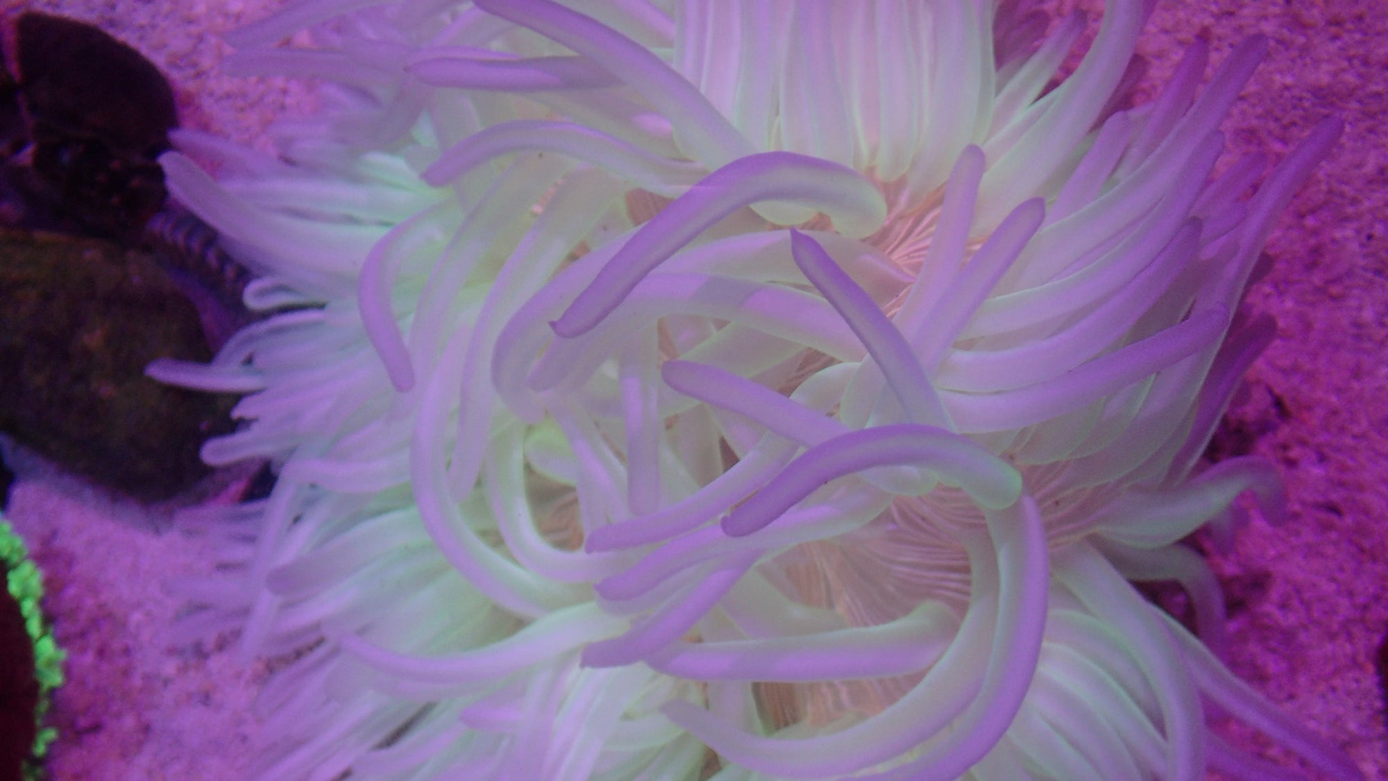 White Long Tentacle Anemone (Macrodactyla doreensis)