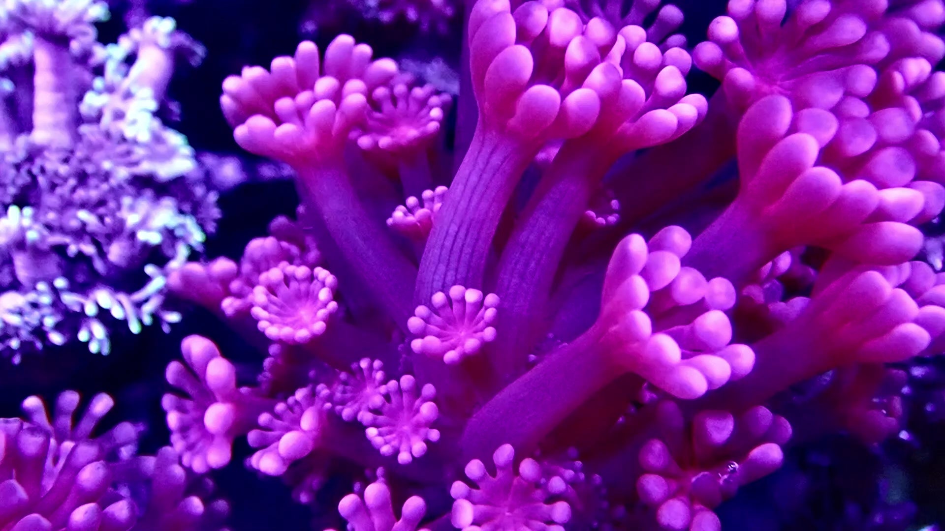 Red Alveopora  frag