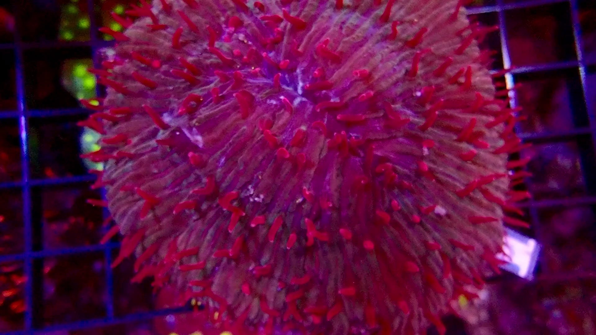 L.T.Plate Coral - Metallic Yellow Color #2