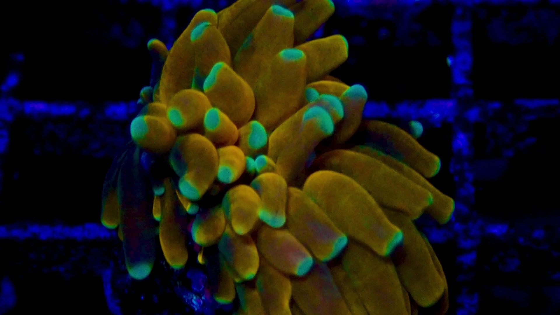 Kryptonite Gold Baby Teal Gem