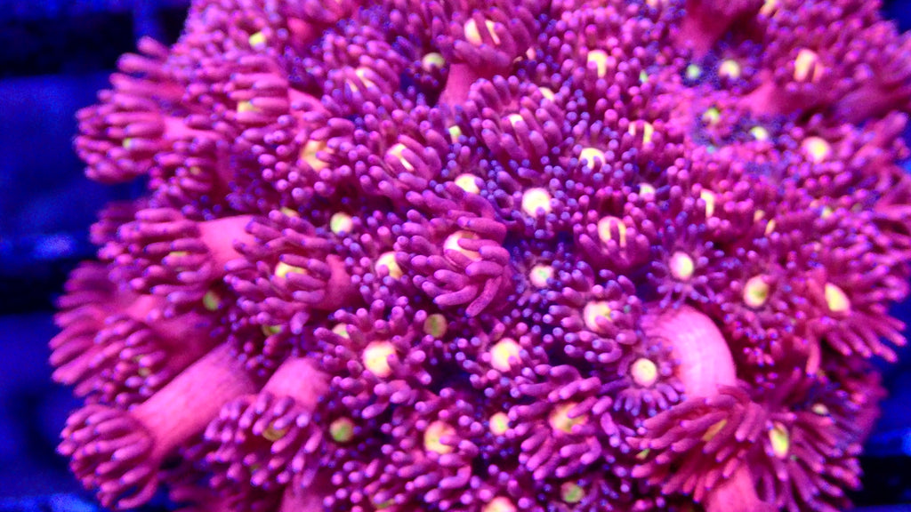 Goniopora Jewel Rainbow tip Frag
