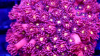 Goniopora Jewel Rainbow tip Frag