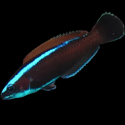 Purple wrasse juvenile ( pseudodax moluccanus)