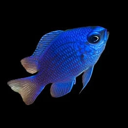 Chromis scotti (Purple Damsel) | Demoiselle Paisible et Colorée pour Aquarium Récifal