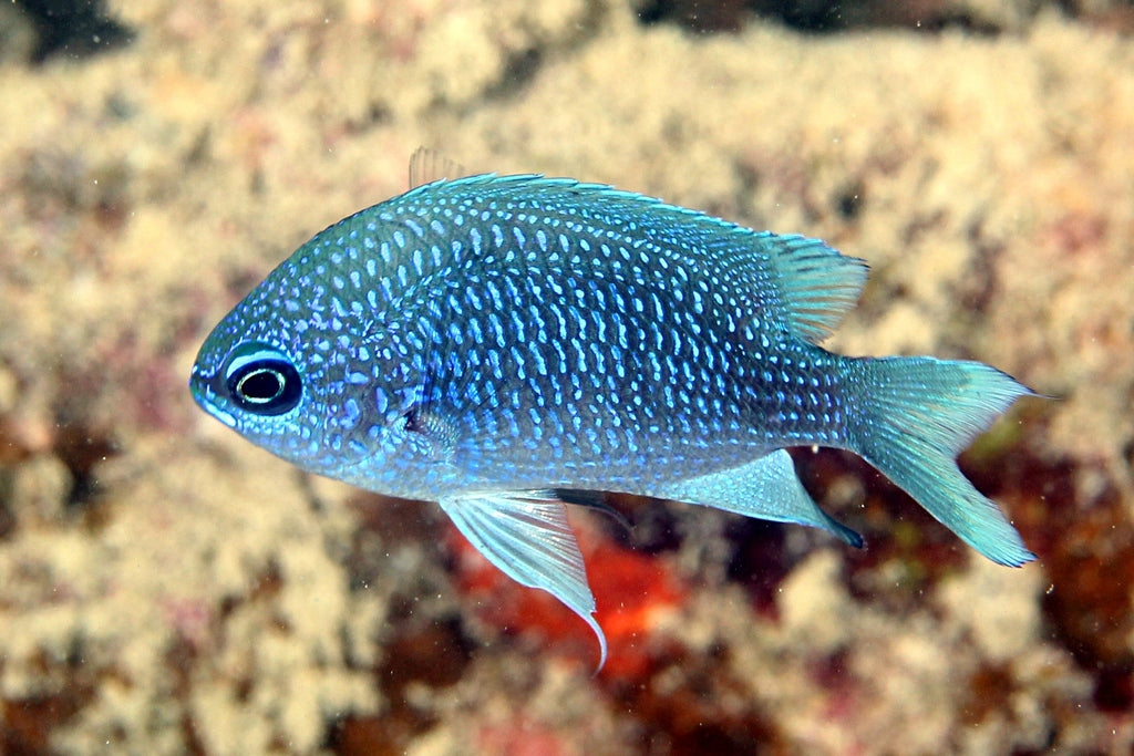 Chromis scotti (Purple Damsel) | Demoiselle Paisible et Colorée pour Aquarium Récifal