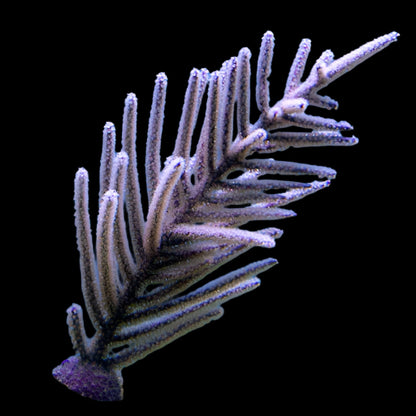 Gros plan sur les branches plumeuses du Purple Sea Plume en aquarium marin