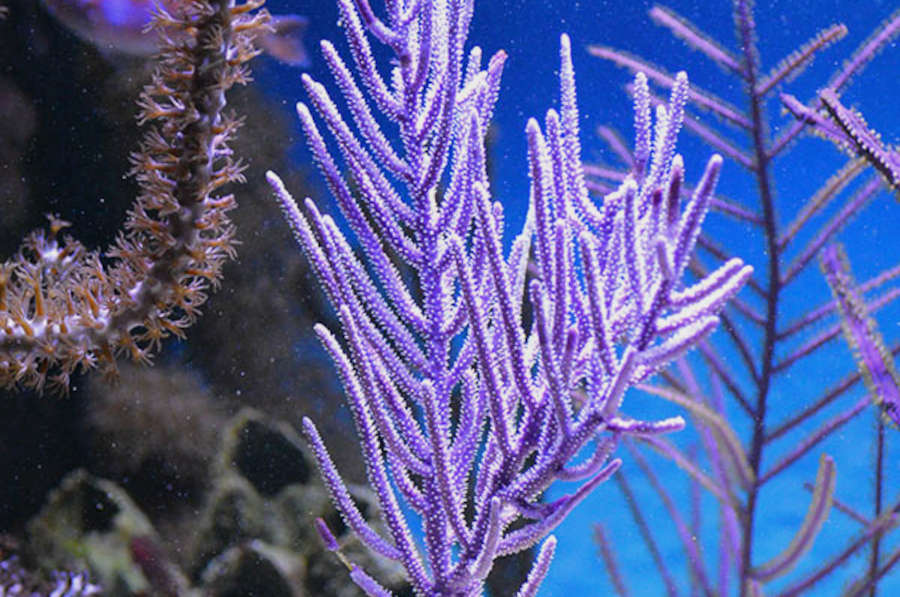 Purple Sea Plume ajoutant du mouvement et de la couleur à un aquarium récifal