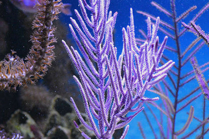 Purple Sea Plume ajoutant du mouvement et de la couleur à un aquarium récifal