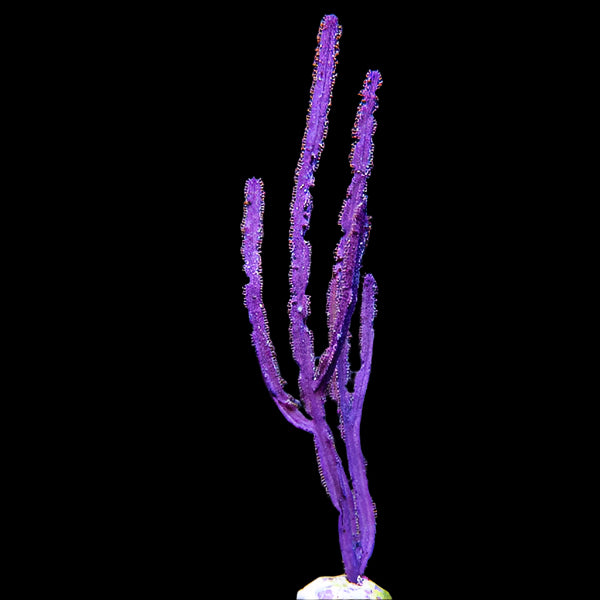 Purple Sea Whip - Pterogorgia guadalupensis | Gorgone Élégante pour Aquarium Récifal