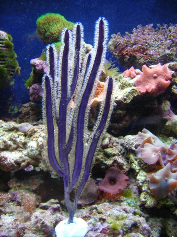 Purple Sea Whip - Pterogorgia guadalupensis | Gorgone Élégante pour Aquarium Récifal