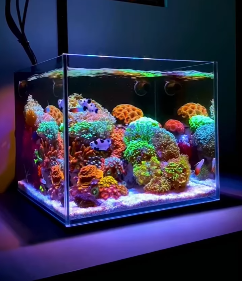 Reef Casa Cube 15 Mark II — aquarium nano récifal tout-en-un 15 gallons à filtration arrière intégrée