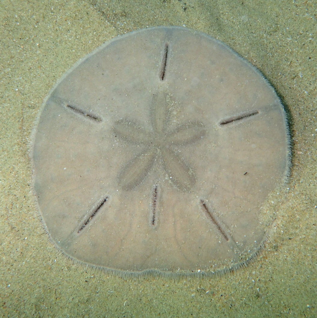 Sand Dollar - Leodia sexiesperforata | Nettoyeur Naturel du Sable en Aquarium Marin